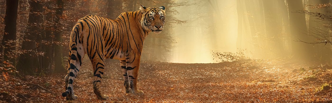 Tigers