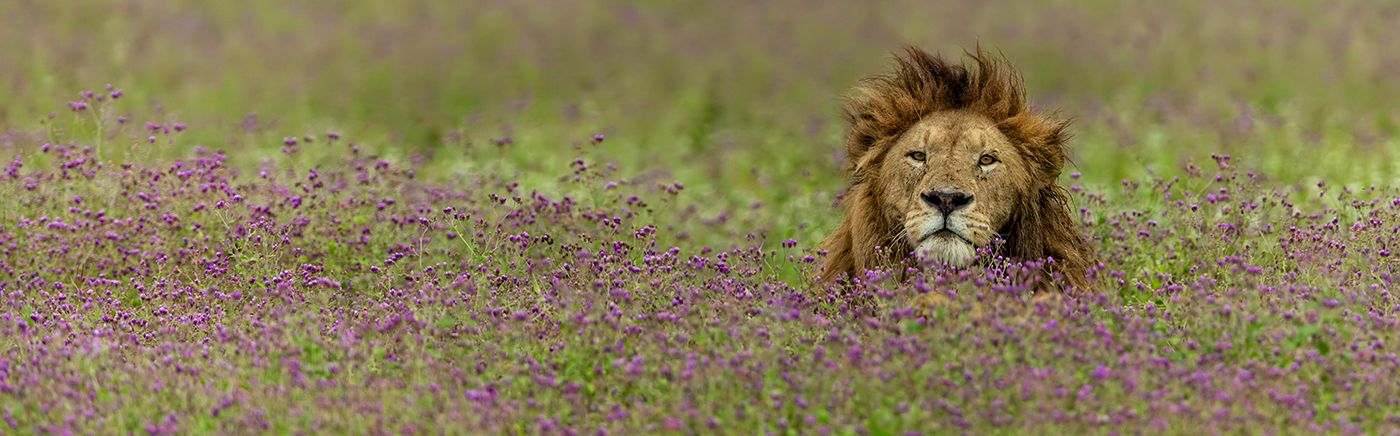 Ngorongoro