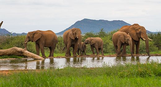 Madikwe