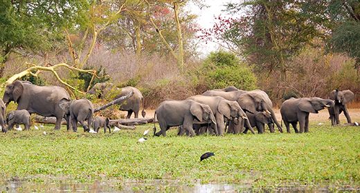 Malawi Parks