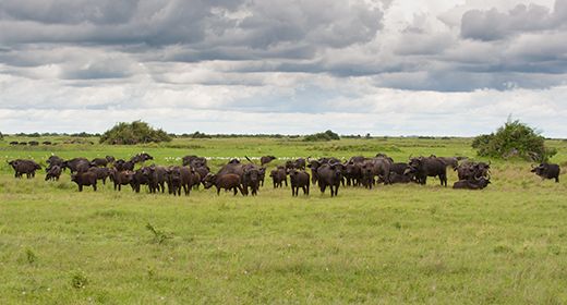 Big Herds