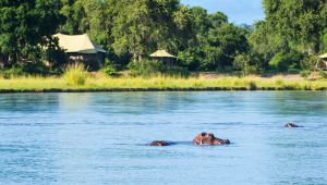 Tembo Plains Camp