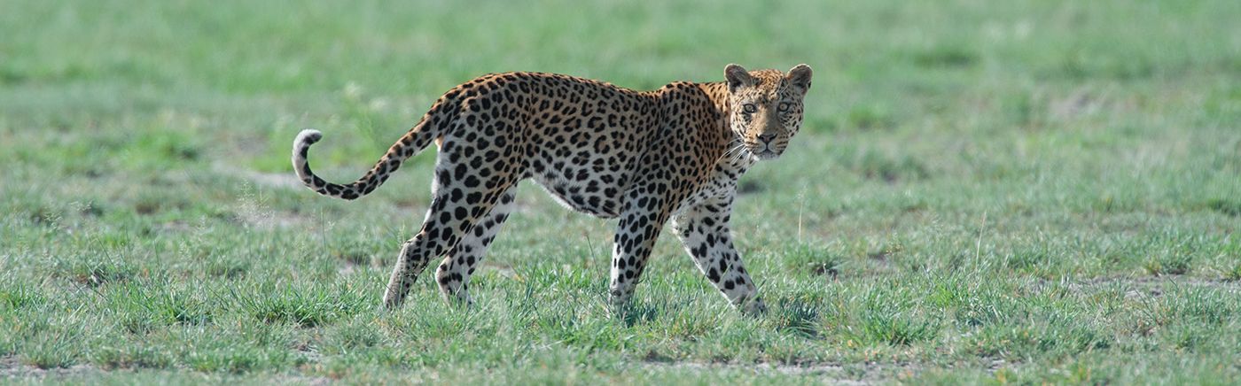 Central Kalahari