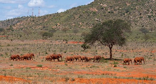 Untamed Wildlife