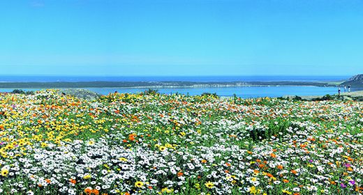Cape West Coast