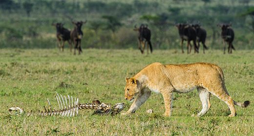 Wildlife