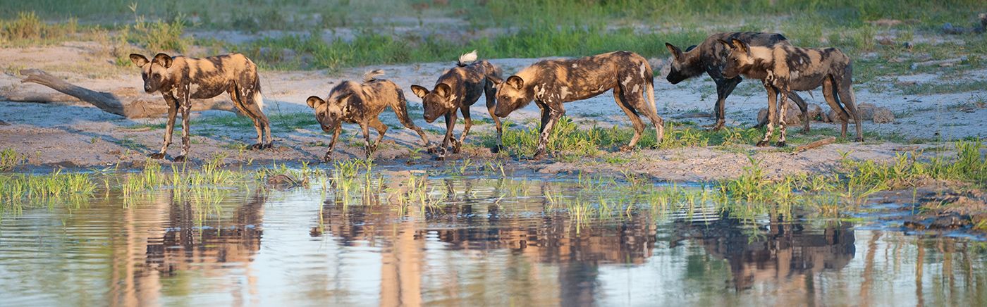 Protecting Wildlife