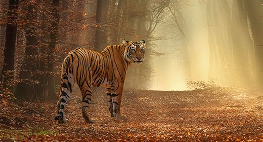 Tigers