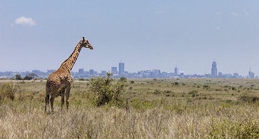 Nairobi National Park