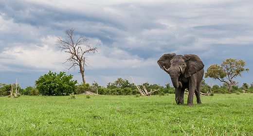 Linyanti and Chobe