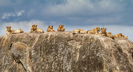 Serengeti