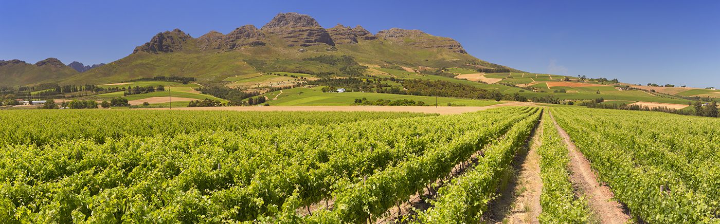 Cape Winelands