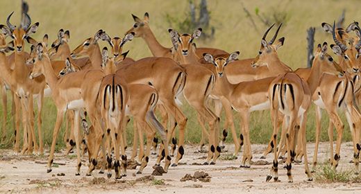 Abundant Herds