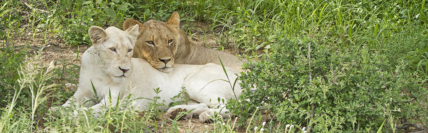 Timbavati White Lions