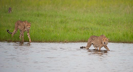 Savuti Drama