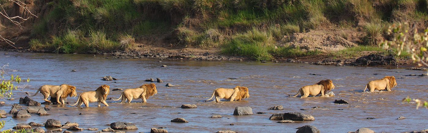 Big Cats
