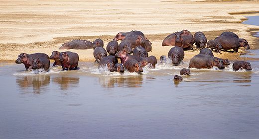 Luangwa Drama