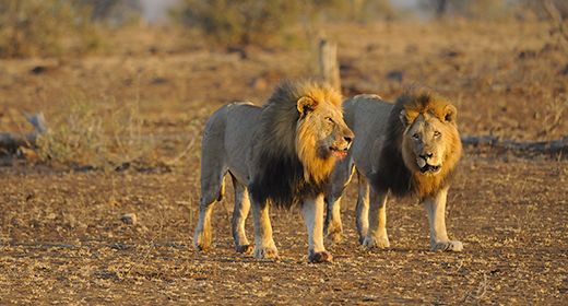 Kruger and Lowveld