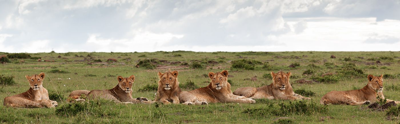 Masai Mara