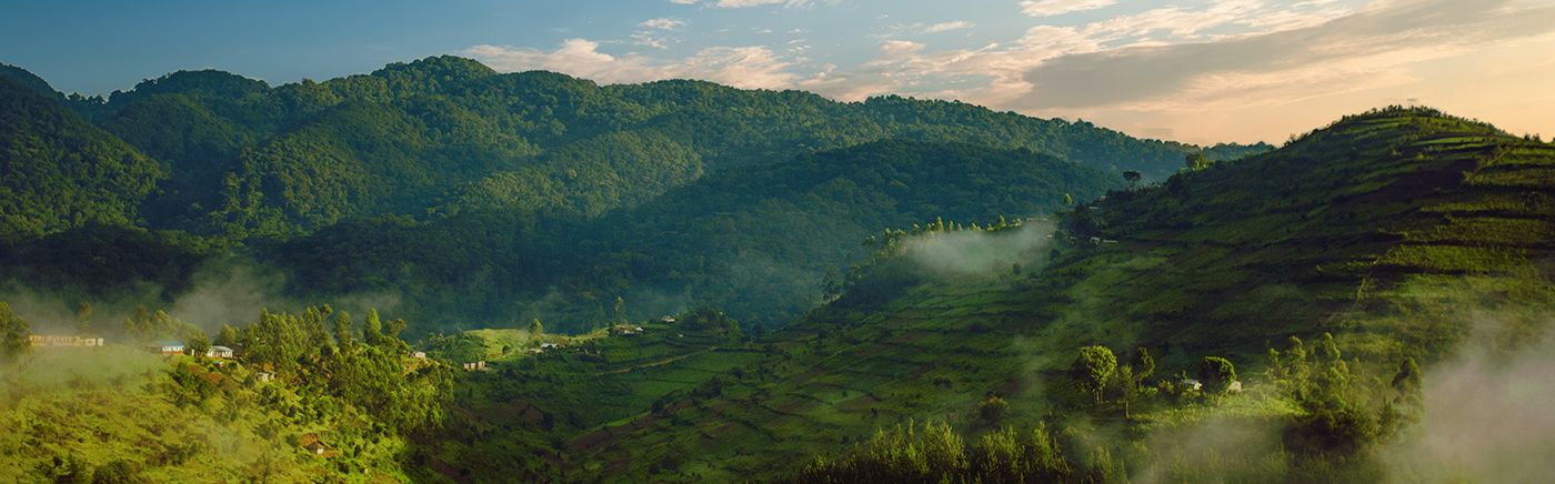 Bwindi National Park