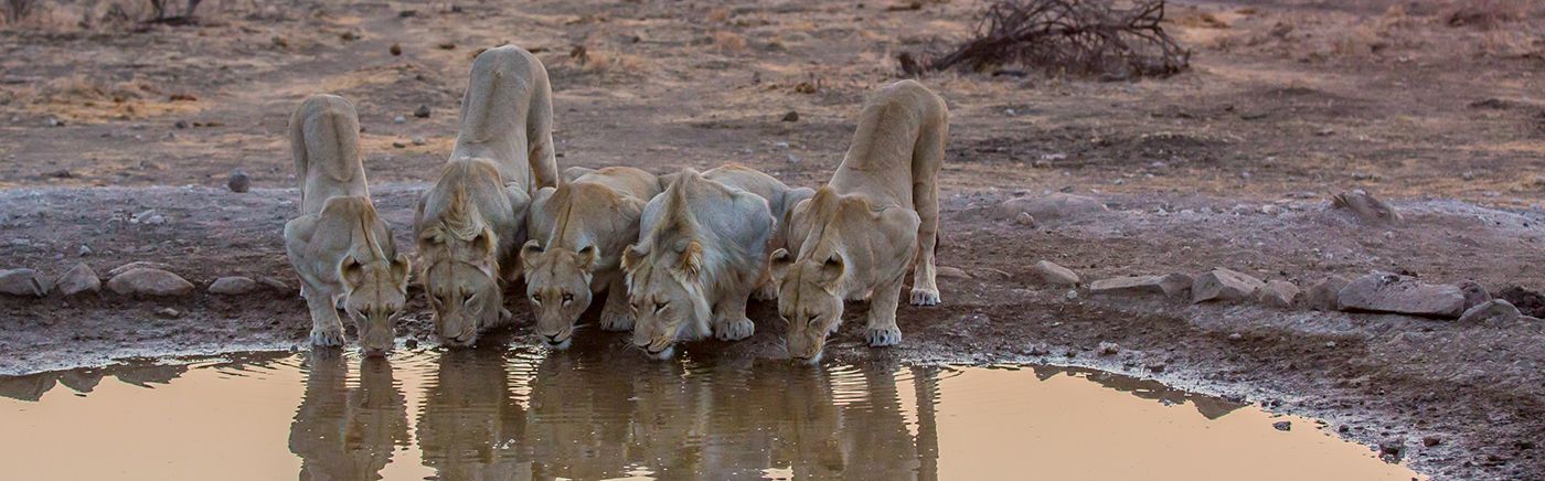 Madikwe Predators