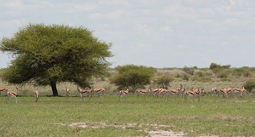 Big Herds