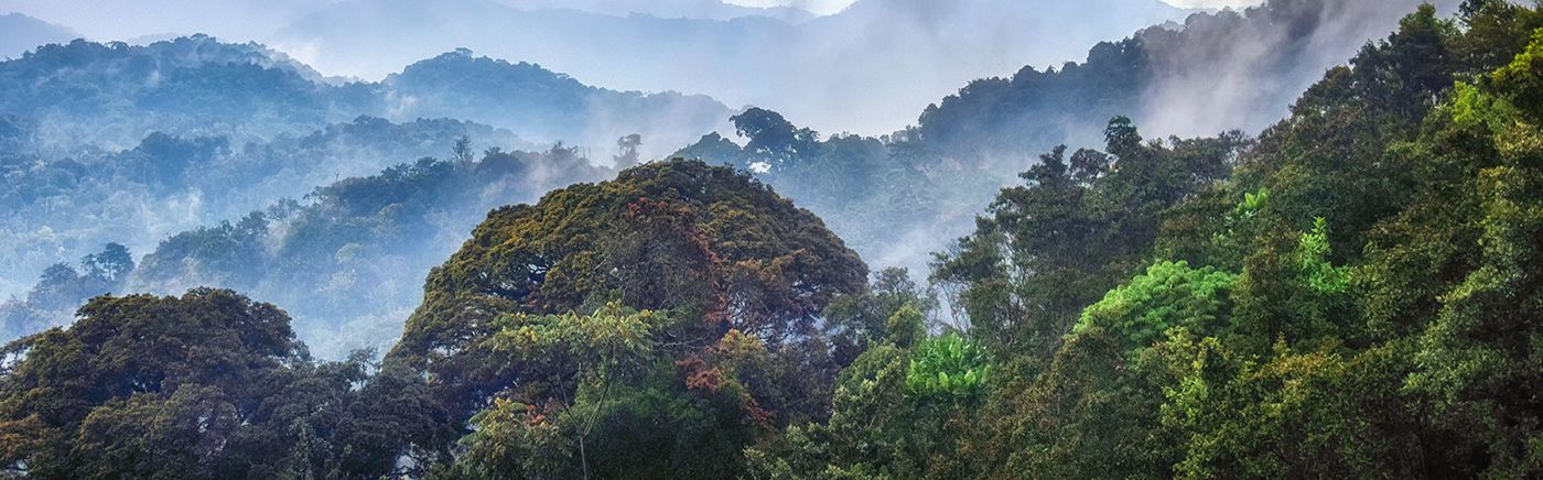 Nyungwe Forest