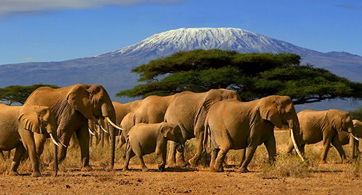 Kilimanjaro