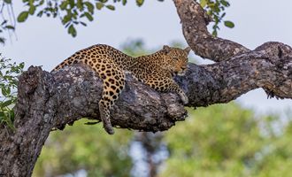 Zambia