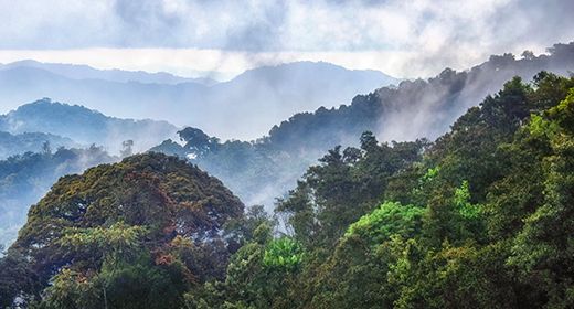 Nyungwe Forest
