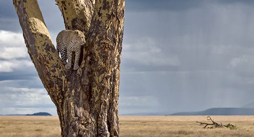 Big Cats