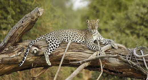 Samburu