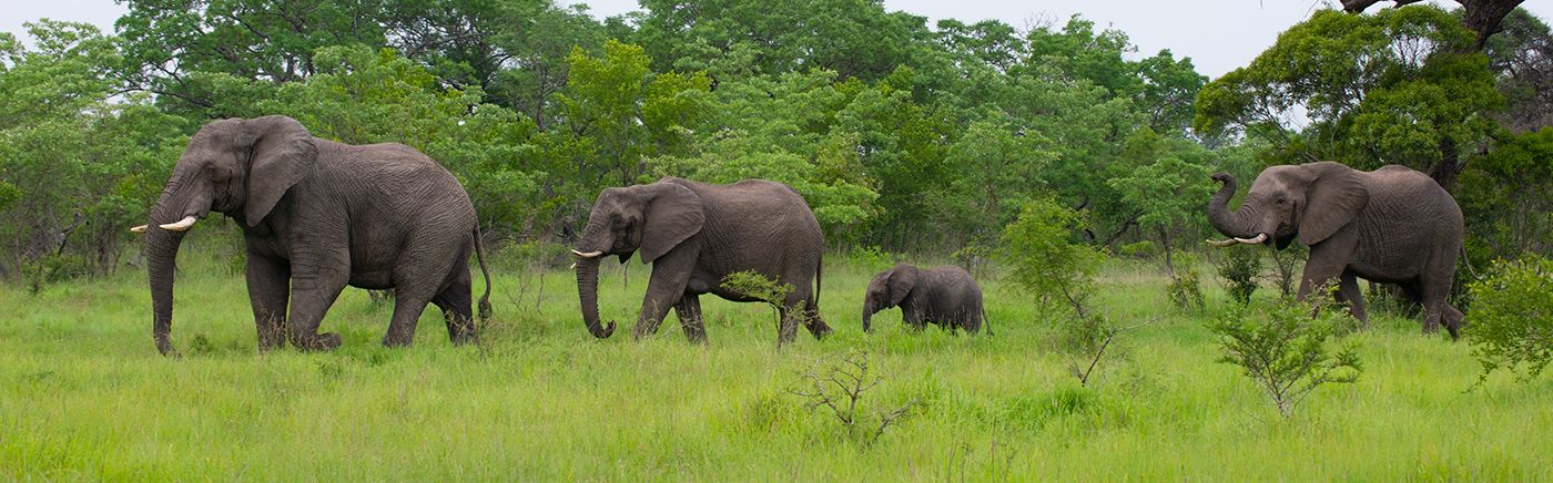 Abundant Herds