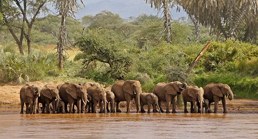 Samburu