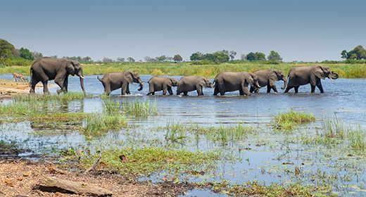 Abundant Herds