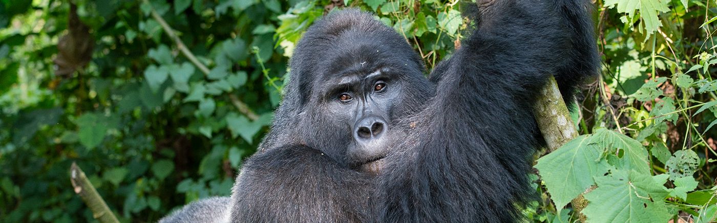 Gorillas