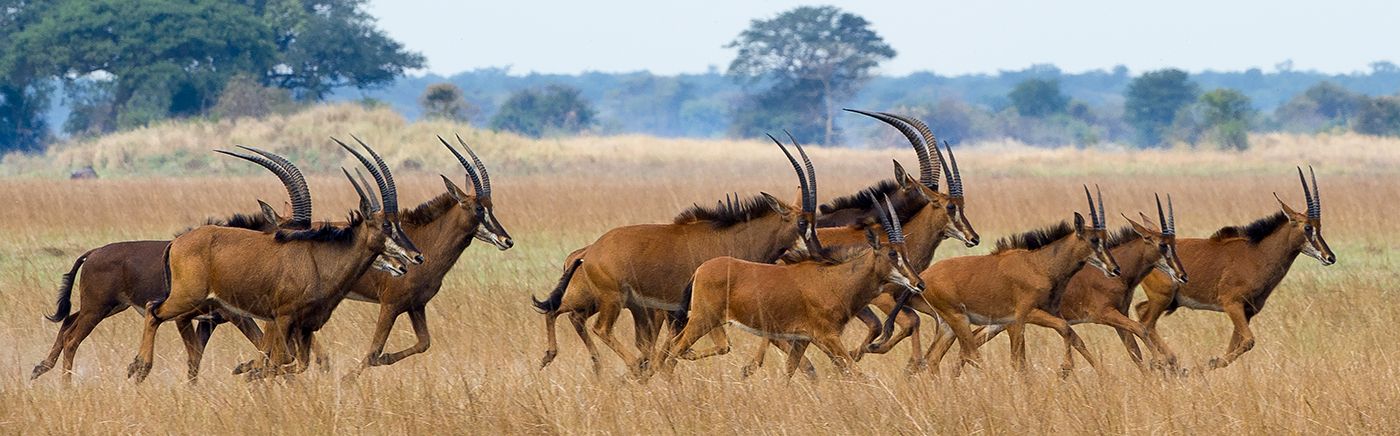 The Kafue