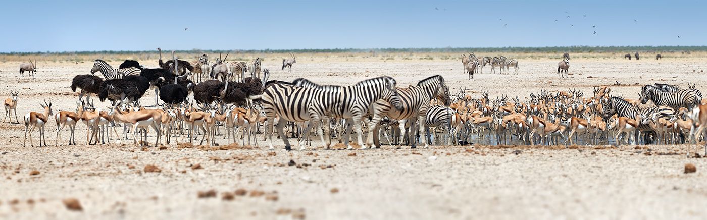 Abundant Wildlife