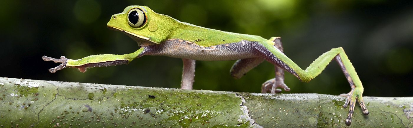Biodiversity