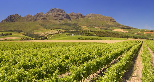 Cape Winelands