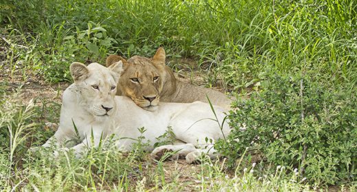 Timbavati White Lions