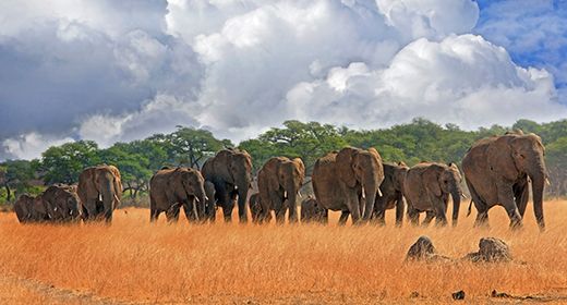 Hwange Elephants