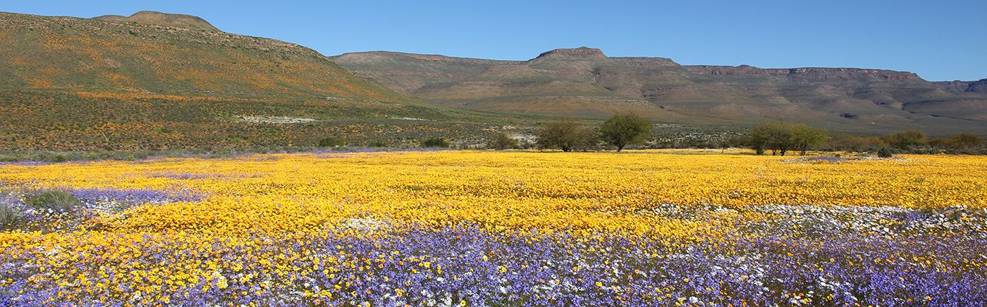 Wildflowers