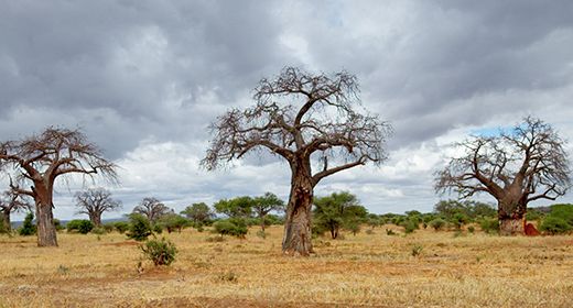 Famous Baobabs