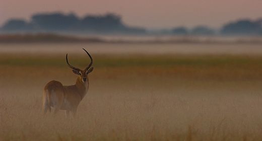 Kafue Wilderness