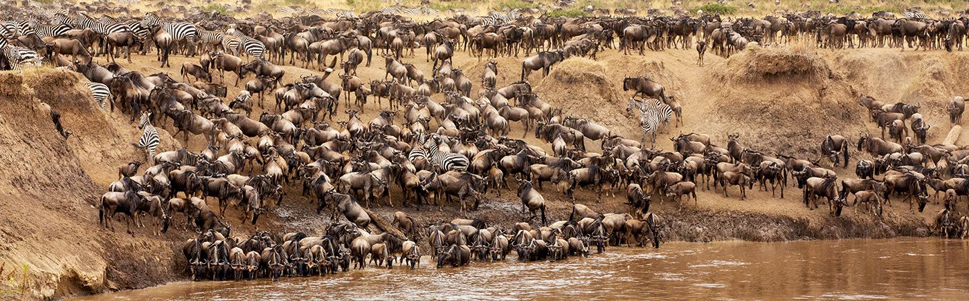 The Great Migration