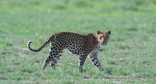 Central Kalahari