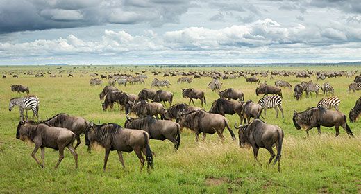 Abundant Wildlife