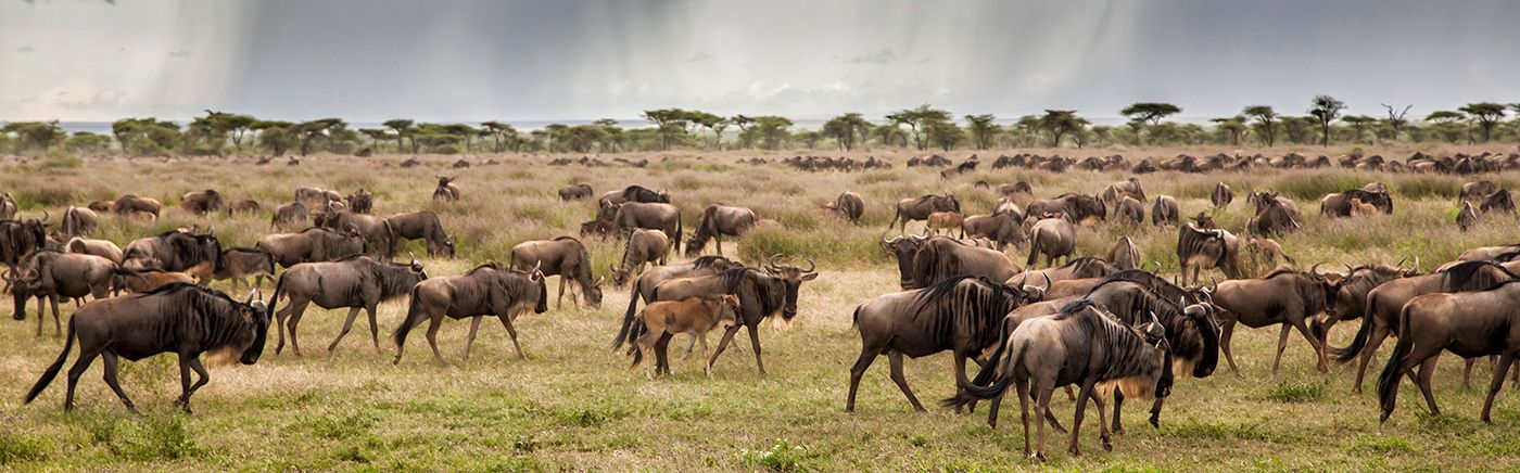 Great Migration