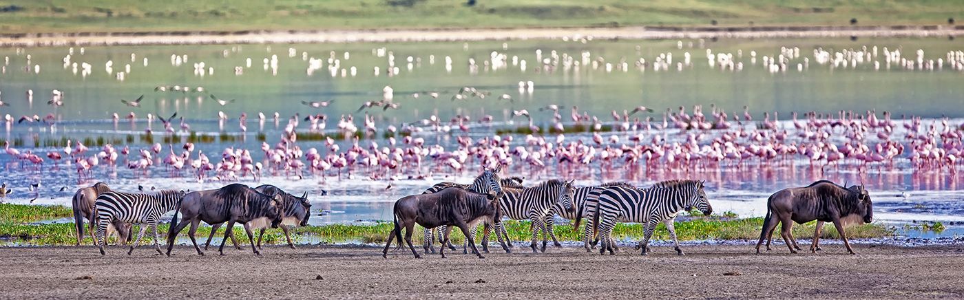 Abundant Wildlife